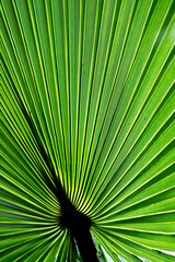 Fototapeta premium Close up image of a backlit green palm tree leaf, reminding peaceful shadows in tropical holidays.