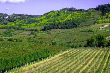 Vineyard of grapes in the Vale dos Vinhedos.