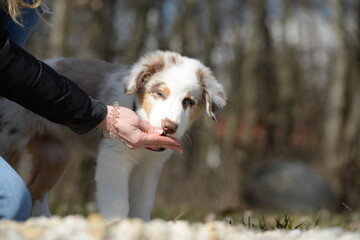 red merle australian Shepherd welpe