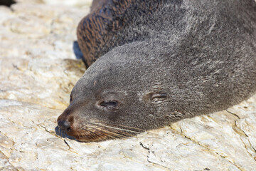 Neuseeländischer Seebär / New Zealand fur seal / Arctocephalus forsteri