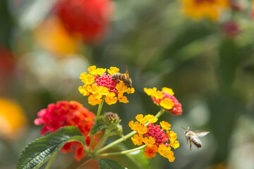 Selective focus close up image of honeybees collecting nectar from a cluster of tiny orange-yellow flowers on a sunny day.