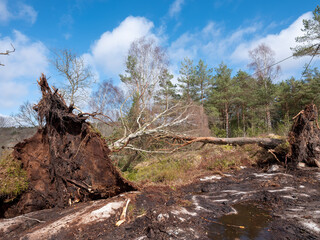 Trees have fallen in a storm on Sweden west coast in Bohuslän, Scandinavia