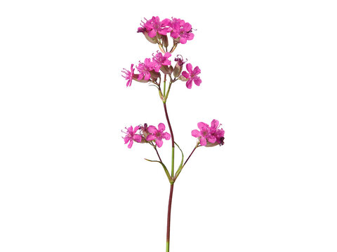 Pink flower of the sticky catchfly or clammy campion, Silene Viscaria