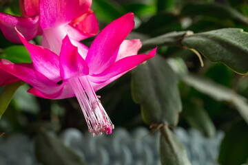 pink and white flower
