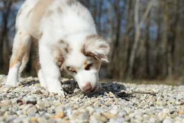 red merle australian Shepherd welpe