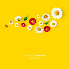 Pink and white daisy flowers on yellow background. © ifiStudio