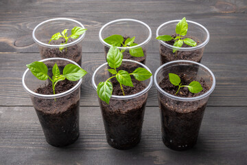 young seedlings of sweet pepper in disposable cups on a wooden table