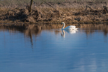 lonely swan on the lake