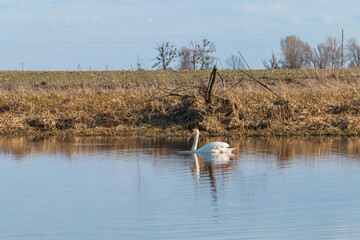 lonely swan on the lake