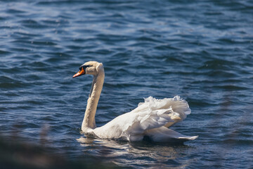 swan on the lake