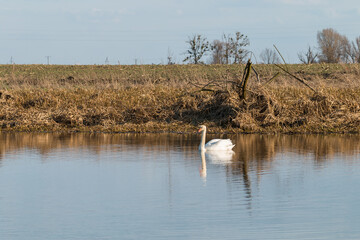 lonely swan on the lake
