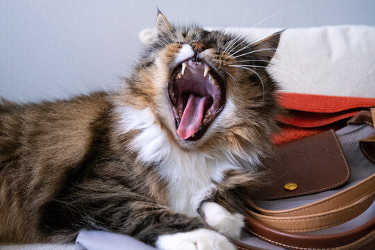 A female Siberian domestic cat yawning, showing her teeth and the inside of her mouth, while reclining on some handbags