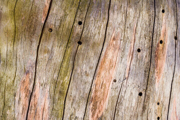Weathered wood texture with holes - stripes on rough aged wood