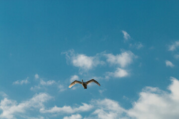 Fototapeta na wymiar the white swan flies against the blue sky