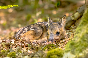 Adorable roe deer fawn in forest