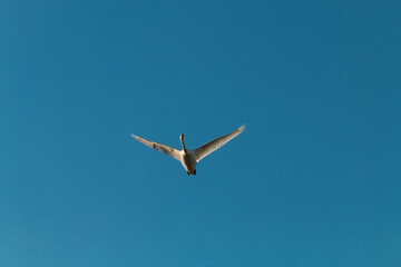 the white swan flies against the blue sky