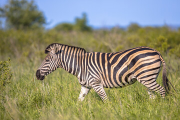 Fototapeta na wymiar Common Zebra walking on green savanna
