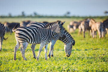 Fototapeta na wymiar Common Zebras foraging bright colors