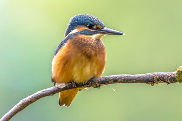 European Kingfisher perched on stick