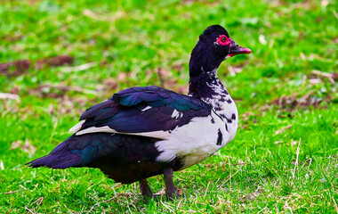 Adult domestic duck on free content. Duck of meat breed.