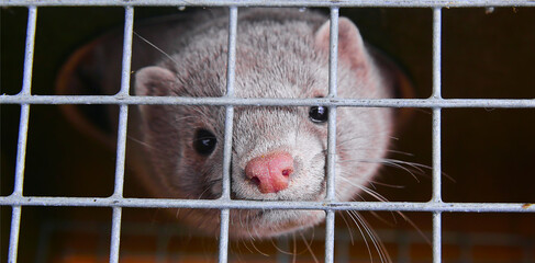 A caged farm mink looks through the bars.