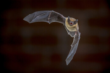 Flying Pipistrelle bat in front of brick wall