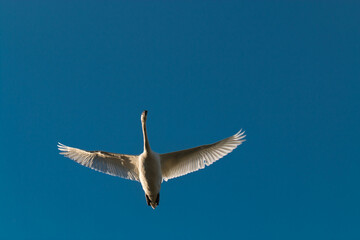 the white swan flies against the blue sky