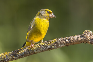 Greenfinch in the sun
