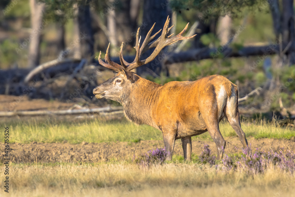 Poster Red deer rutting season Veluwe