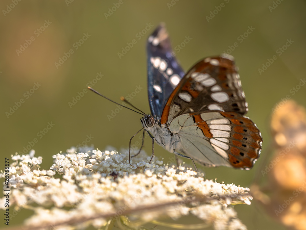 Sticker Southern white admiral