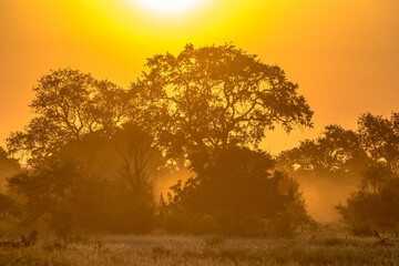 Orange morning light on S100 Kruger