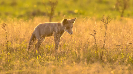 Red Fox juvenile hunting for mice