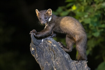 Pine marten on trunk in forest at night