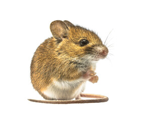 Sitting mouse isolated on white background