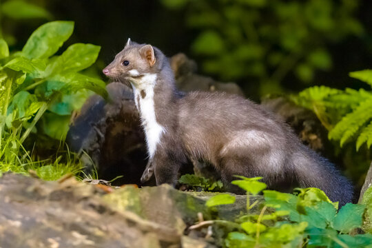Stone marten on forest background
