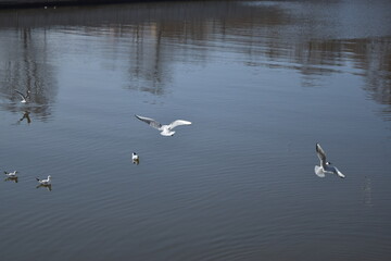 Baltic seagulls fly over the river.