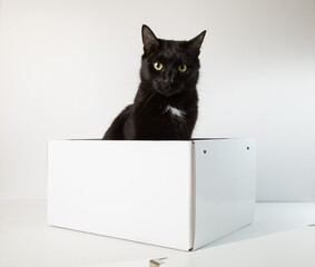 An adult black cat sits inside a white box and looks into the camera. White background, place for text