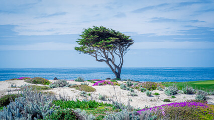 Tree on the beach