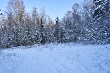 Winter forest in the snow on a sunny and cold day