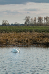 lonely swan on the lake
