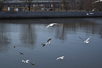 Baltic seagulls fly over the river.