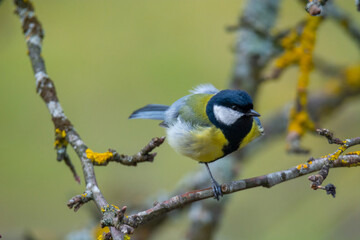 Great tit (Parus major) sits on the branch , blur background