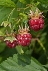 Red Raspberry (Rubus idaeus) in orchard