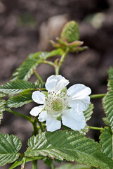 Roseleaf Bramble (Rubus rosifolius) in orchard
