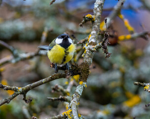 Great tit (Parus major) sits on the branch , blur background