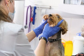 veterinarian examines a dog teeth. Consultation with a veterinarian. Close up of a dog and fangs....