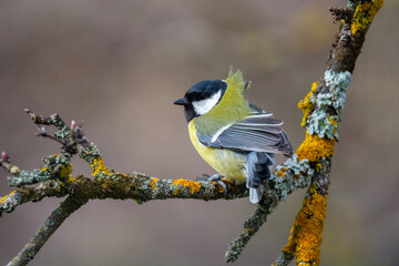 Great tit (Parus major) sits on the branch , blur background