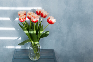 bouquet of red and white tulips in a glass jug on a blue background with rays of sunlight