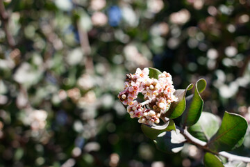 Terminal indeterminate panicle inflorescences bloom on Bittersweet Sumac, Rhus Integrifolia, Anacardiaceae, native gynodioecious shrub in Ballona Freshwater Marsh, South California Coast, Winter.