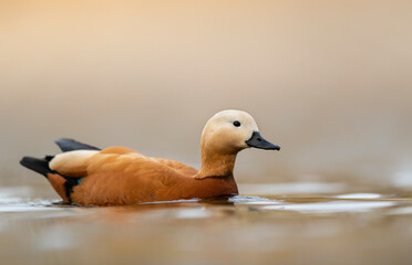 Ruddy shelduck ( Tadorna ferruginea ) close up